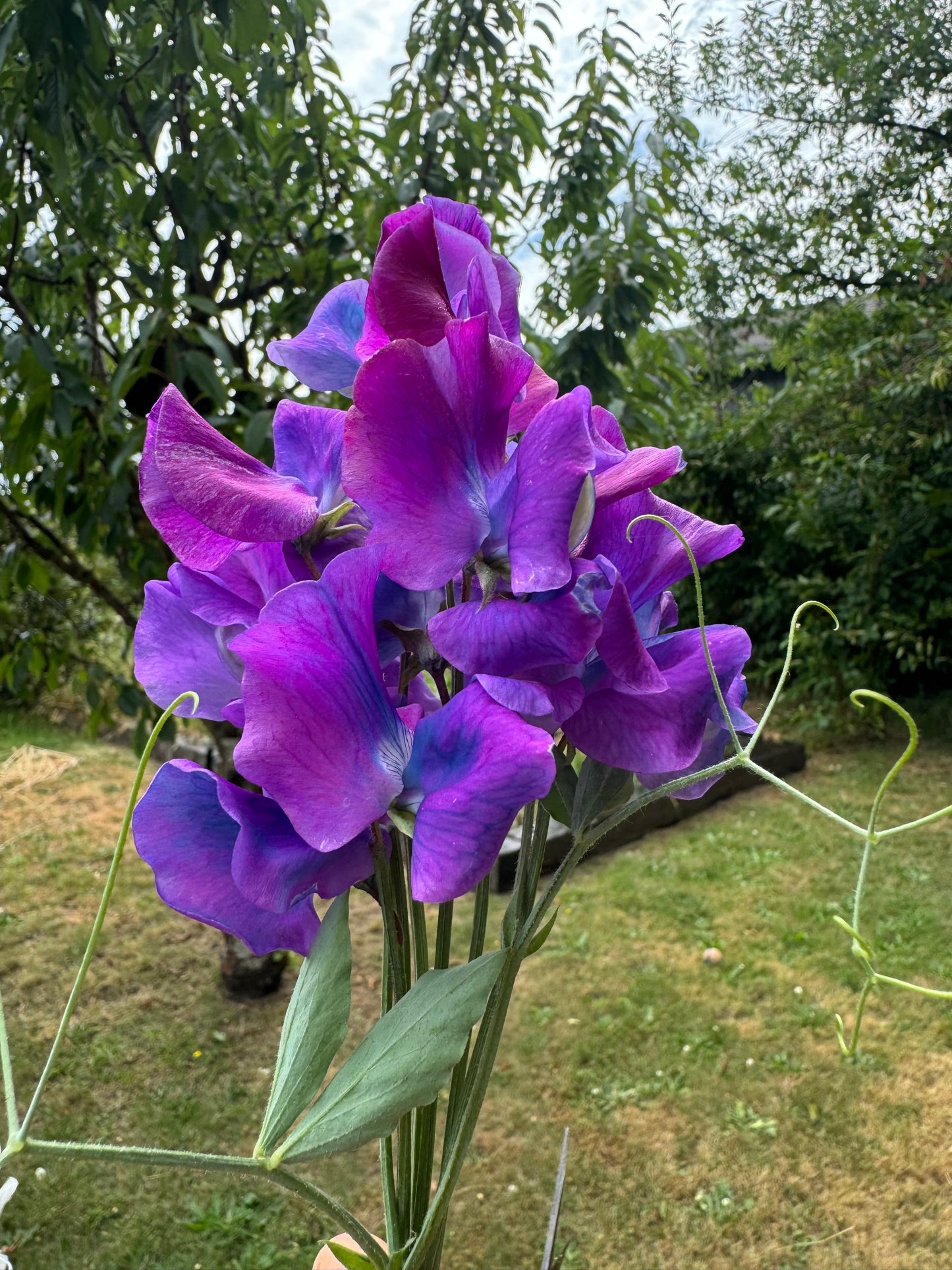 Blue Shift Sweet Pea