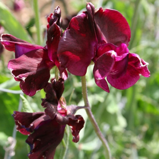 Midnight Sweet Pea