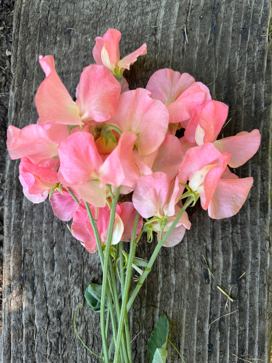 Spring Sunshine Peach Sweet Pea