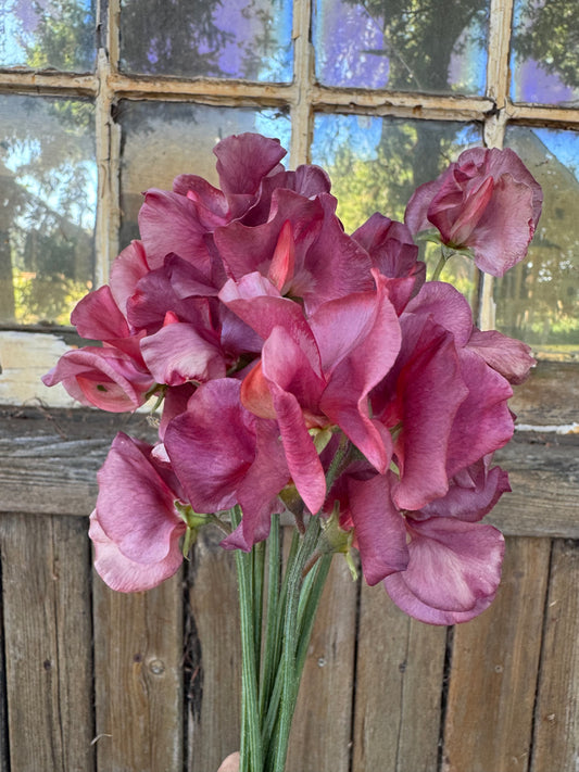 King’s Ransom: 1 per customer