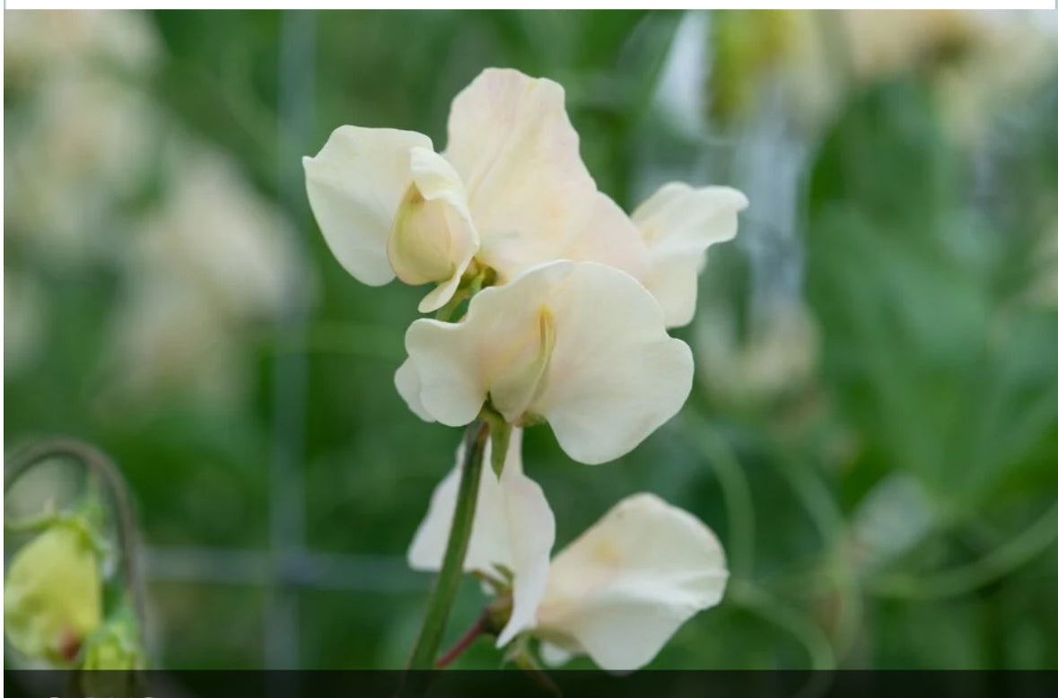 Juliet Sweet Pea