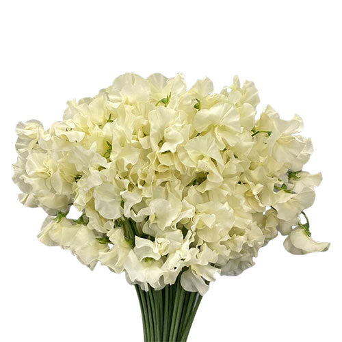 Stella Japanese Sweet Pea