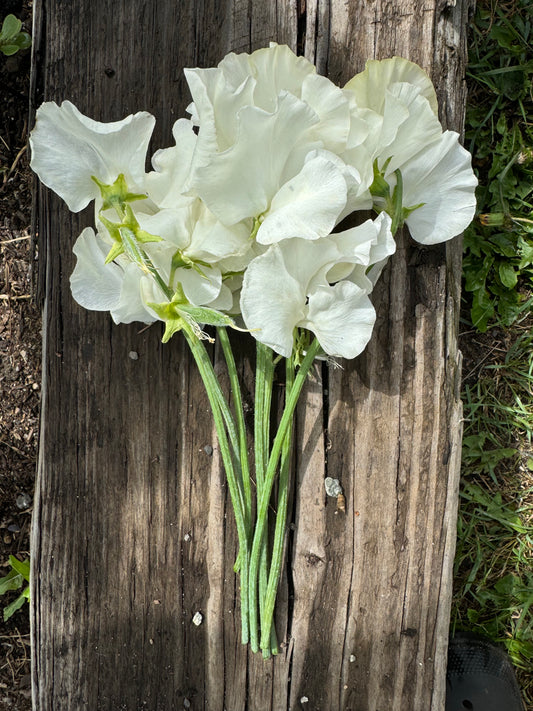 White Frills Sweet Pea