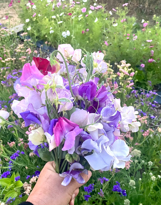 Sweet Pea Unicorn Mix