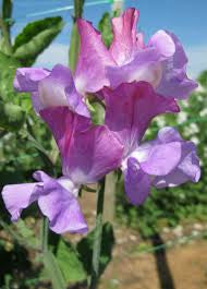 Enchante’ Sweet Pea