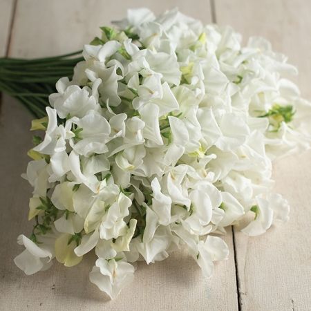 Royal Wedding Sweet Pea